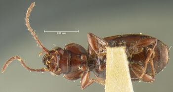 Media type: image;   Entomology 16300 Aspect: habitus ventral view